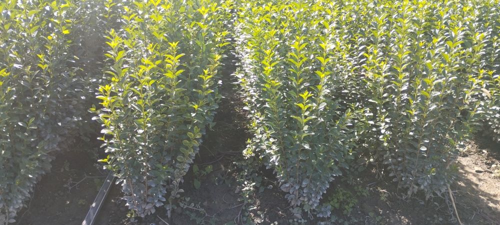 Лигуструм - Овалифолиум