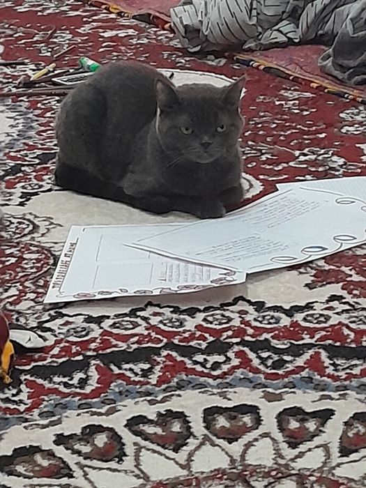 Мушук сотилади нархи800минг