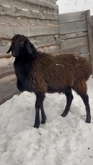 Продаю кошкара