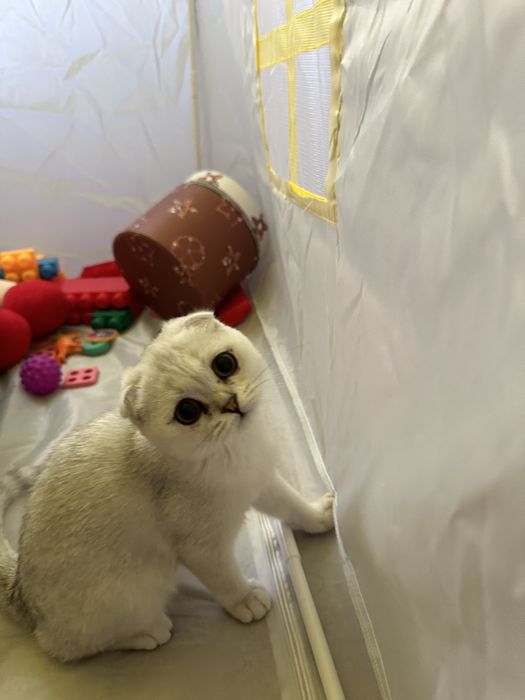 Шиншилла котята