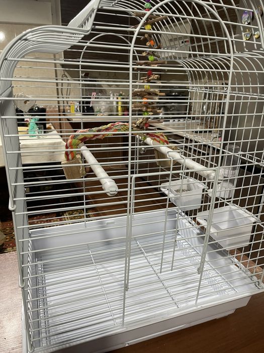 2 попугая обученные