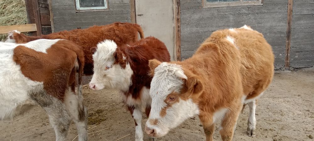 Сиыр. Тайынша соғымға. 3200 ден кг