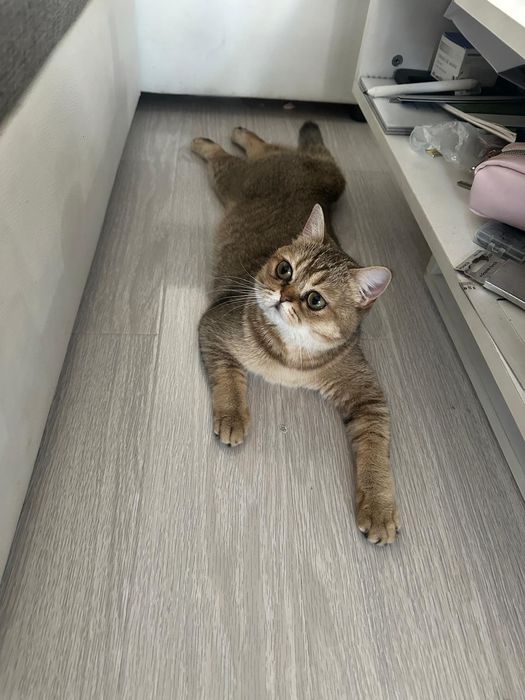 British Shorthair Golden Tabby și Lilac