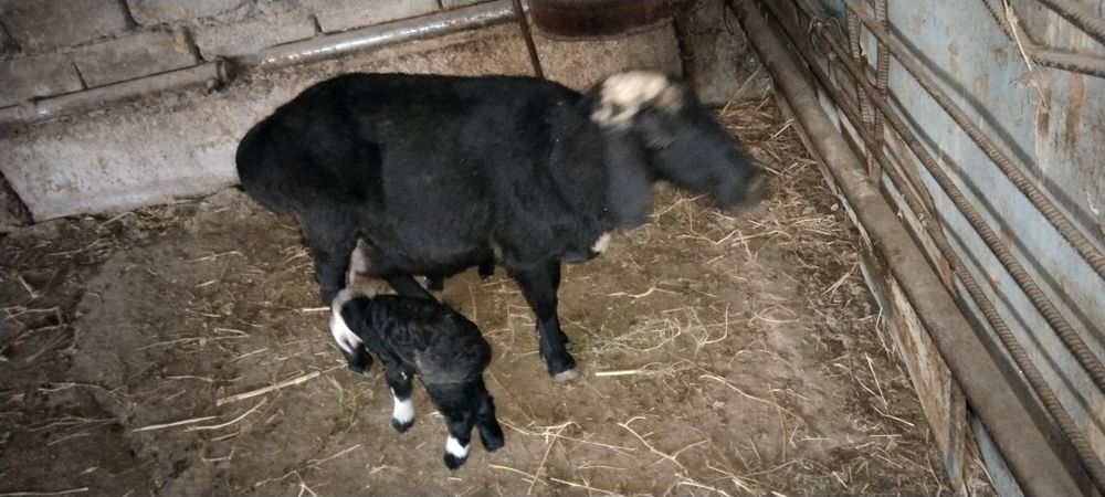 15 декабр да тугди