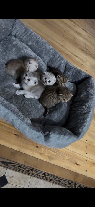 Котята мама фолд папа страйт