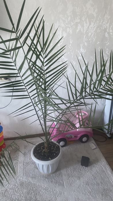 Продам пальму финиковую