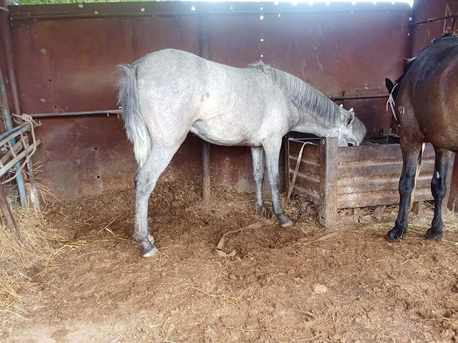 Байтал мен донен сатылады