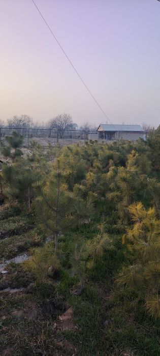 Archa va har xil turdagi gullar, manzarali daraxtlar daraxtlar