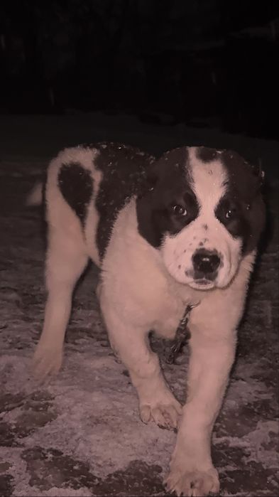 Супер тяж девочка линия бомба