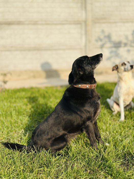 Добрая, ласковая собака ищет семью