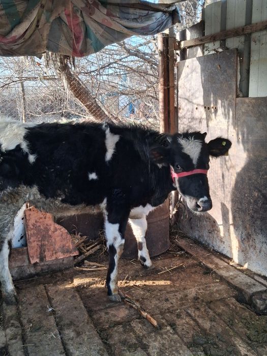 Ұрғашы бұзау сатылады