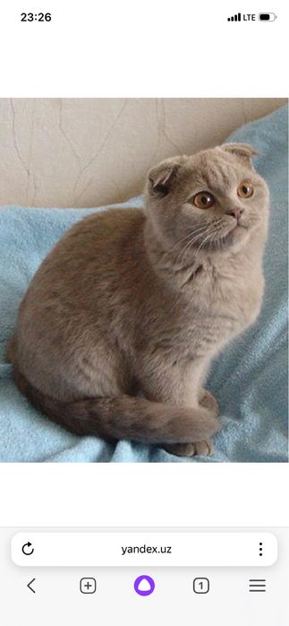 Шотландская вислоухая кошка лиловая, девочка 1.5 года