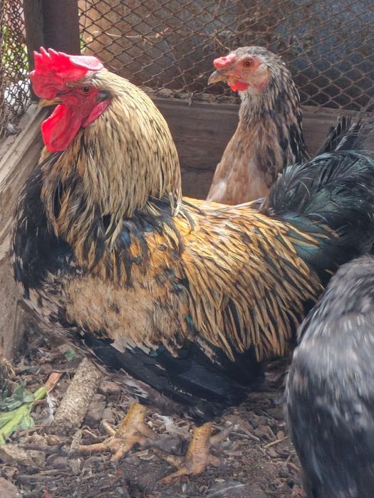 Продам петухов в количестве 2 штук