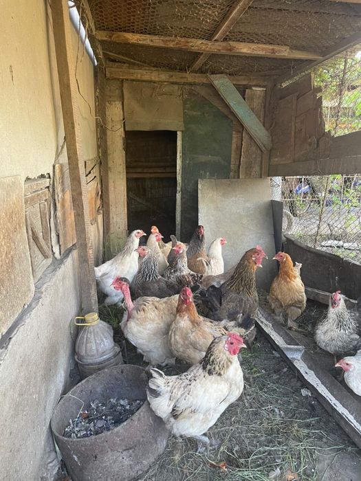 Продам кур и петухов