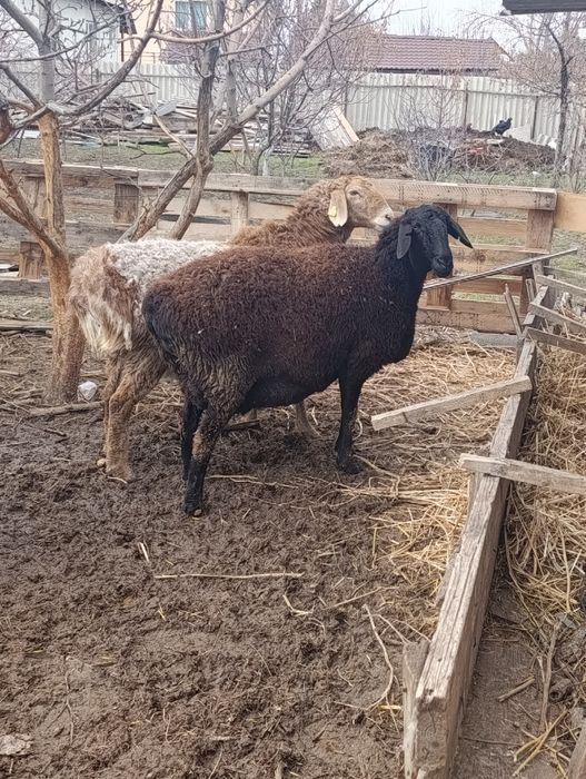 Матки гиссар арашан котные