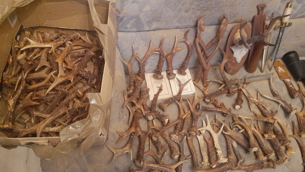 Cornite de caprior..