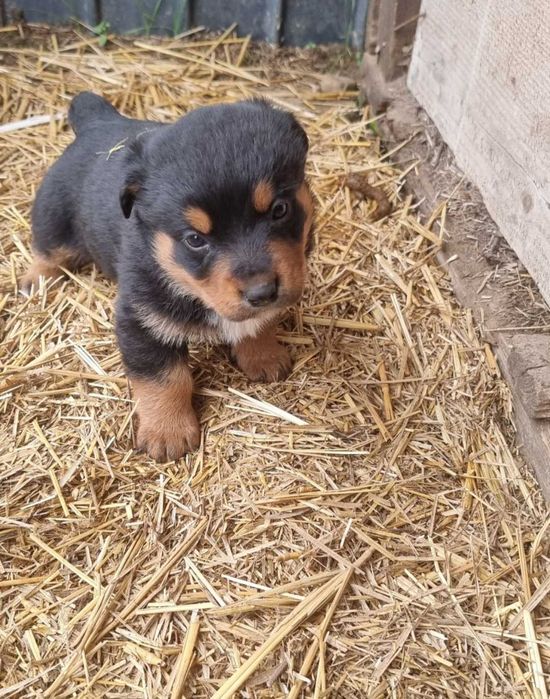 Ofer cățeluși metis rottweiler