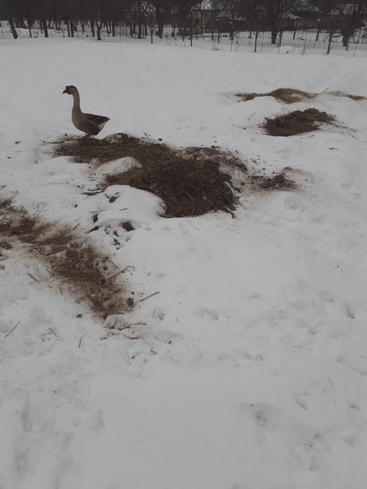 Giscan din mai anu trecut