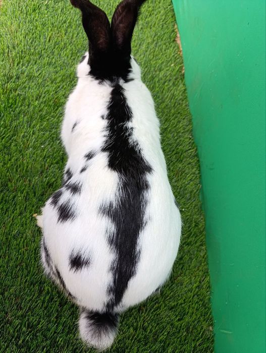 Strakach quyon sotiladi sames 10 oylik