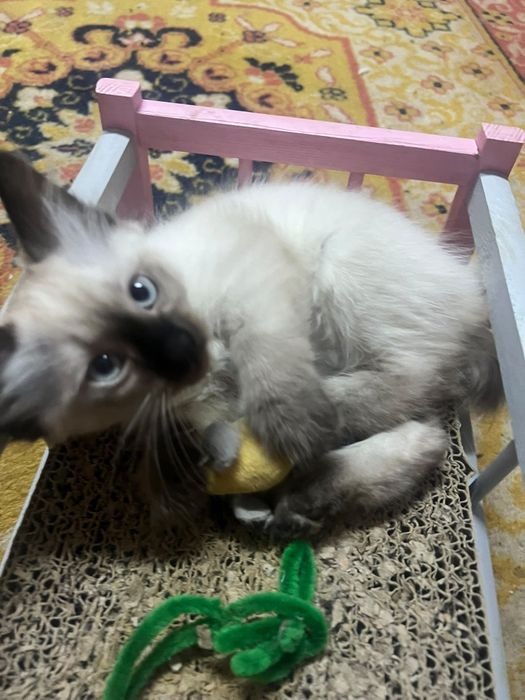 Ragdoo rasa pura!