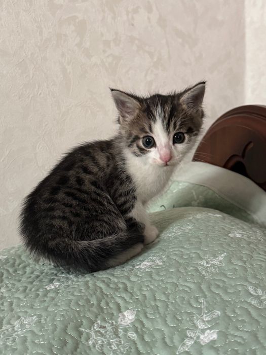 Котенок крысолова.