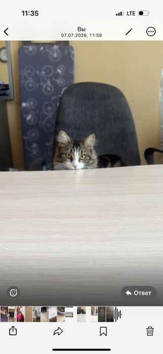 Отдам котенка в добрые руки