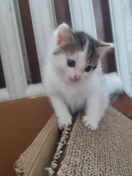 Отдам котят в добрые руки