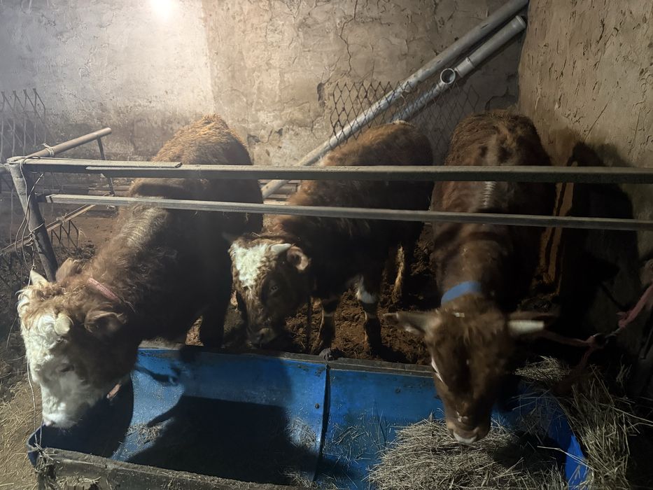 Продам бычков в шахтинске