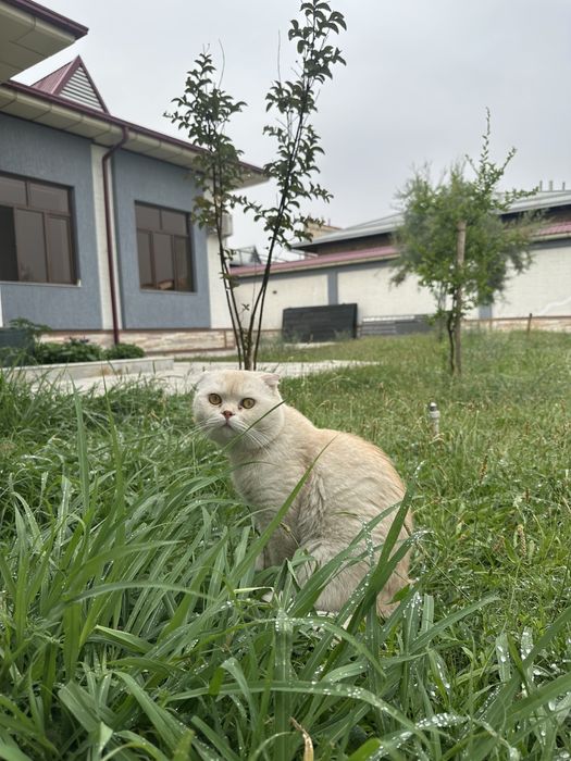 Чисто кровный чисто белый Скотиш Фолд на Вязку