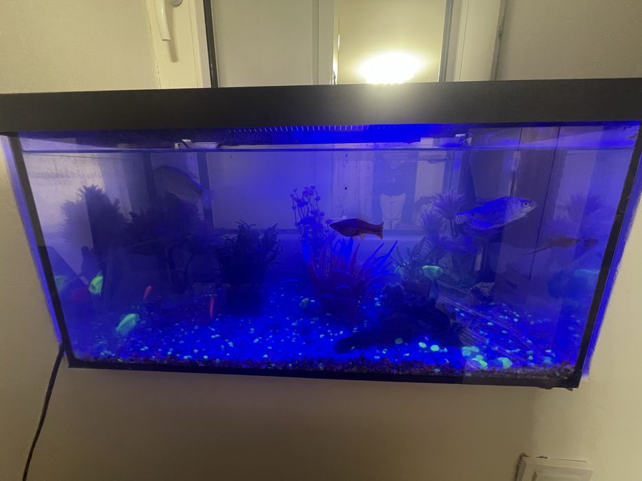 Vand 2 acvarii cu peste 30 pesti!