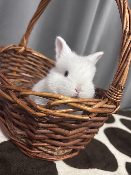 Декоративные кролики