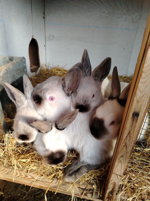 Калифорния куёнлари