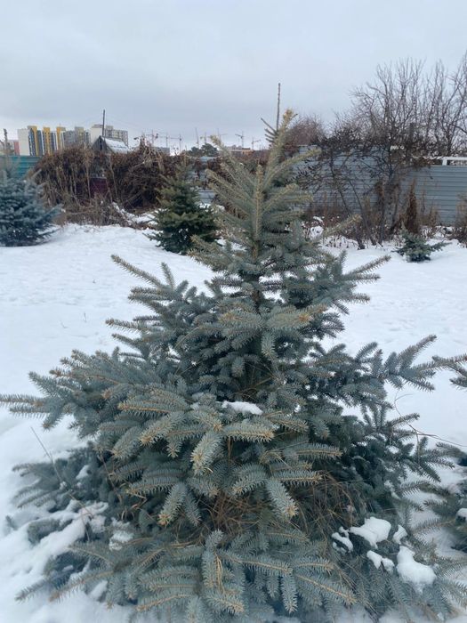 Ели голубые , самовывоз