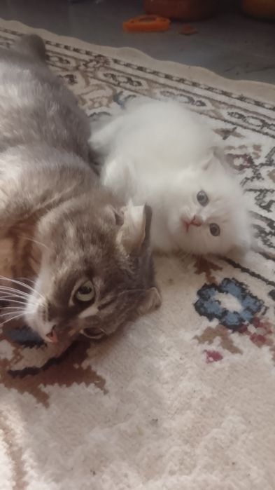 Отдам котят 2 беленьких