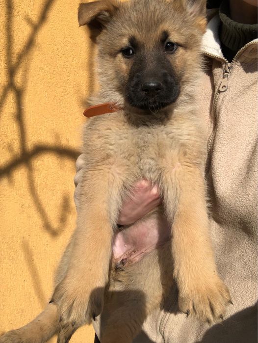 Caței ciobanesc german-8 săptămâni