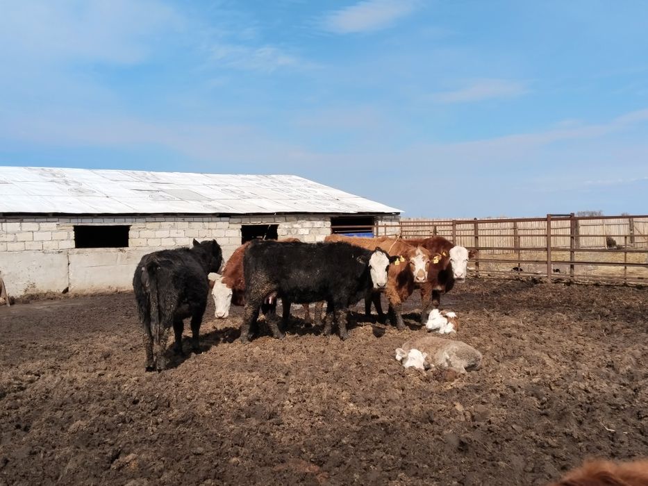 Коровы молодые с телятами