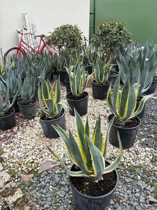 Mini spirale, pon pon , plante de gard viu , palmieri