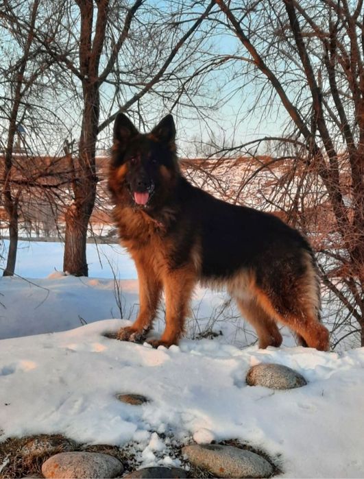 Немецкие овчарки