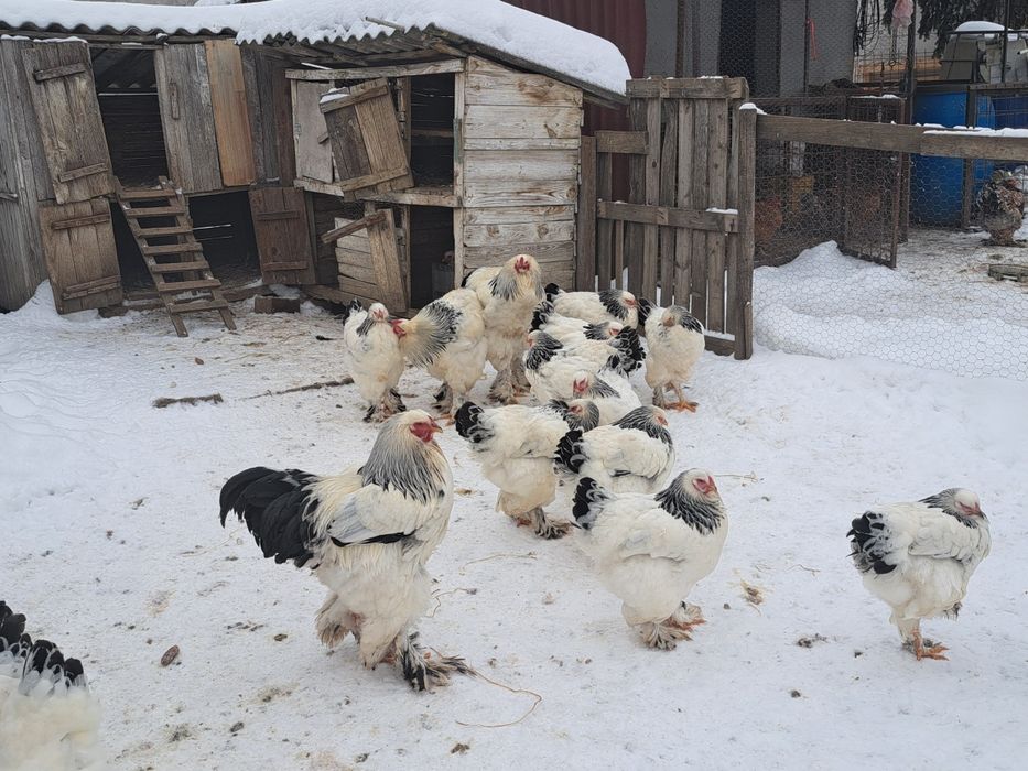 Vand oua incubat brahma hd