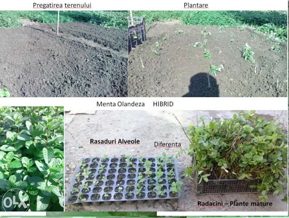 cea mai buna Menta olandeza profesionala