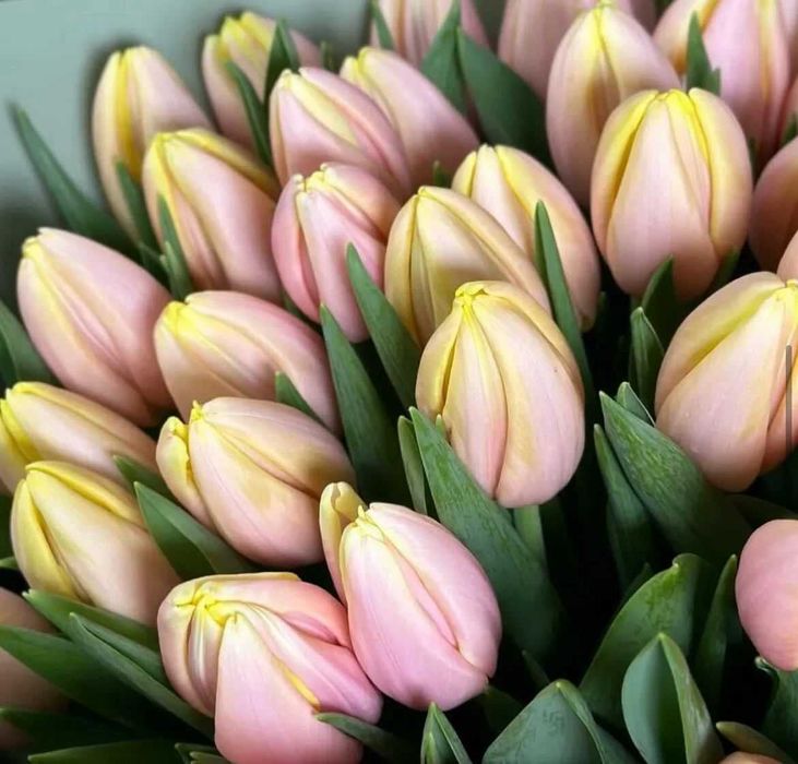 Тюльпаны оптом в Алматы!