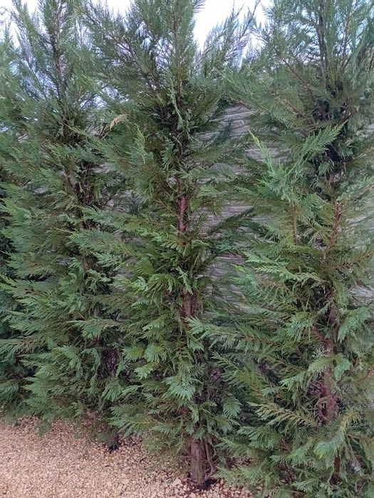 Gard viu din chiparos leylandii