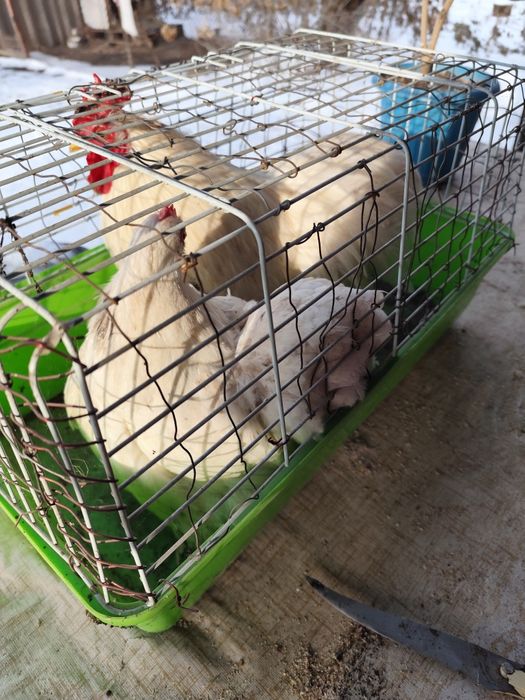 Кохинхины карликовые белые пара