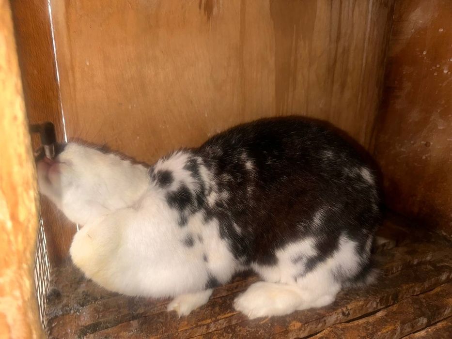 Quyon sotiladi Babichka tayyor