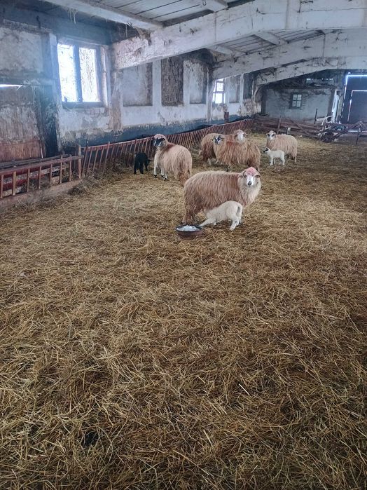 Vând 12  oi , 7 cu miei