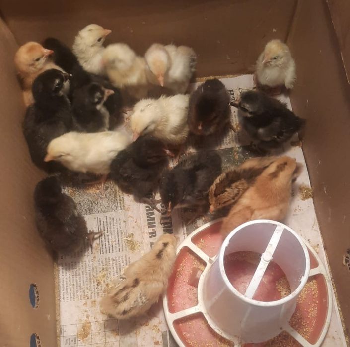 Продам домашних цыплят