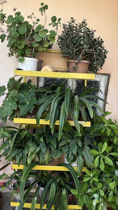 Цветы для дома за 2000 тг