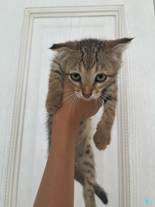 Отдам котят в добрые руки