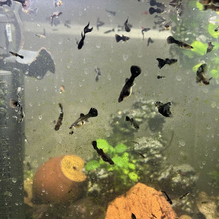 Гуппи черный принц самки готовые