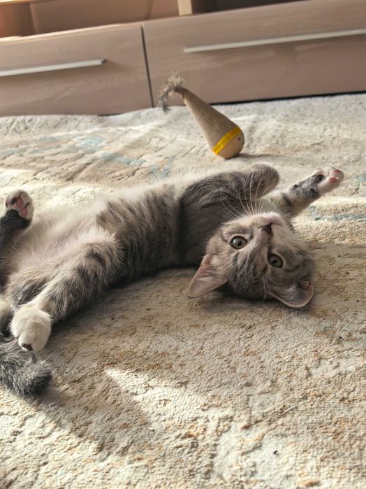 Отдам котенка бесплатно